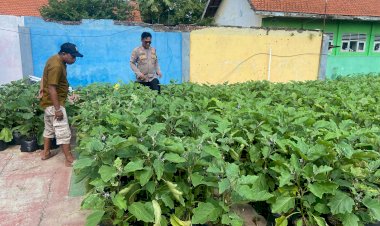 Wujud-Ketahanan-Pangan,-Warga-Desa-Lemujut-Kelola-Lahan-Pekarangan-untuk-Tanaman-Terong